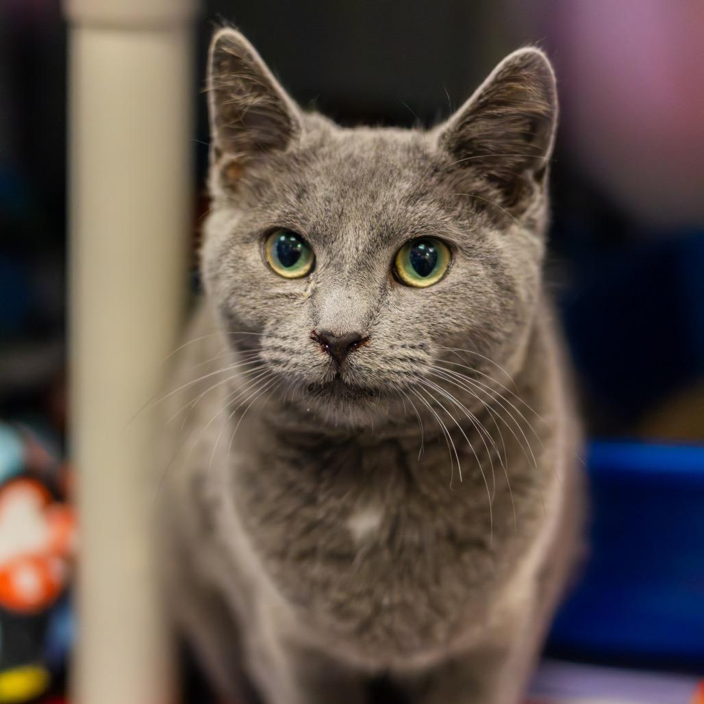 Roo, a Adoptable Domestic Short Hair in Newark, DE image 2/5