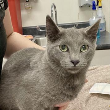 Roo, a Adoptable Domestic Short Hair in Newark, DE image 3/5