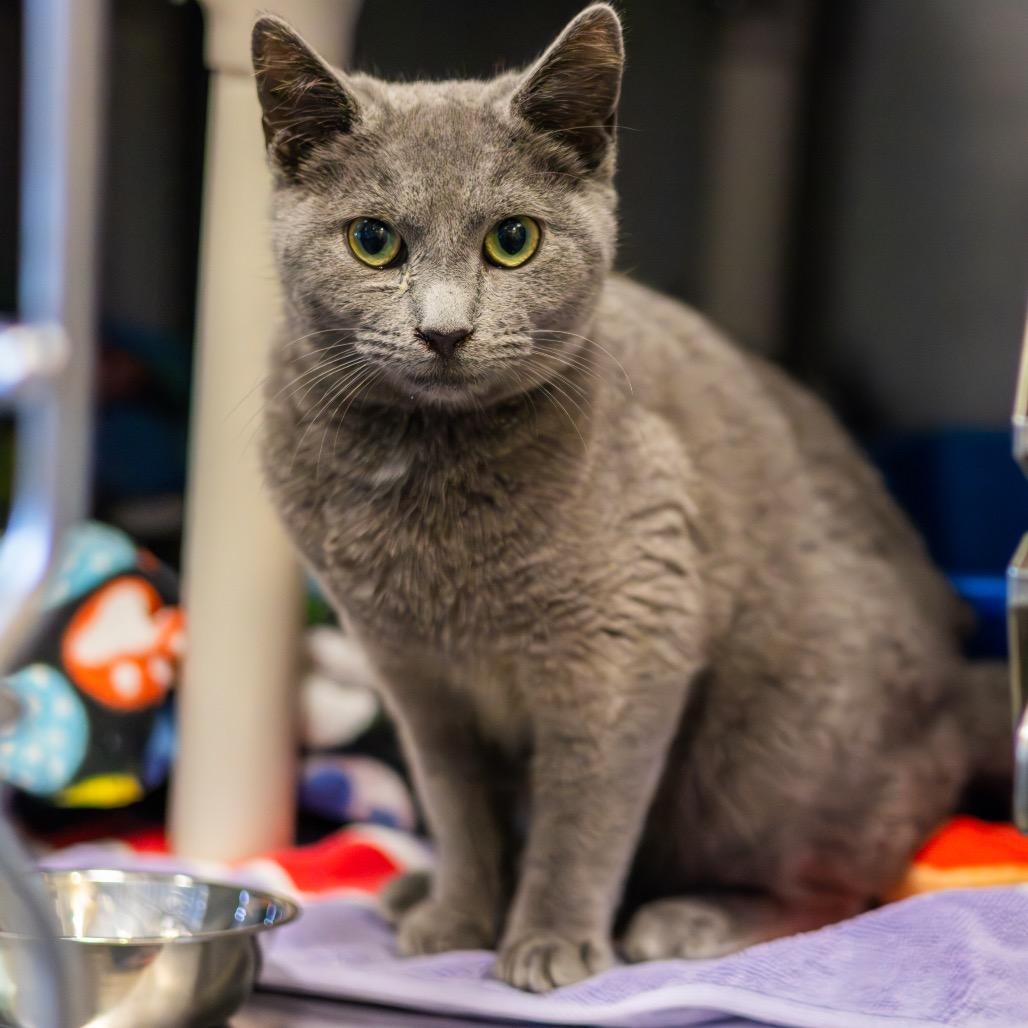 Roo, a Adoptable Domestic Short Hair in Newark, DE image 4/5