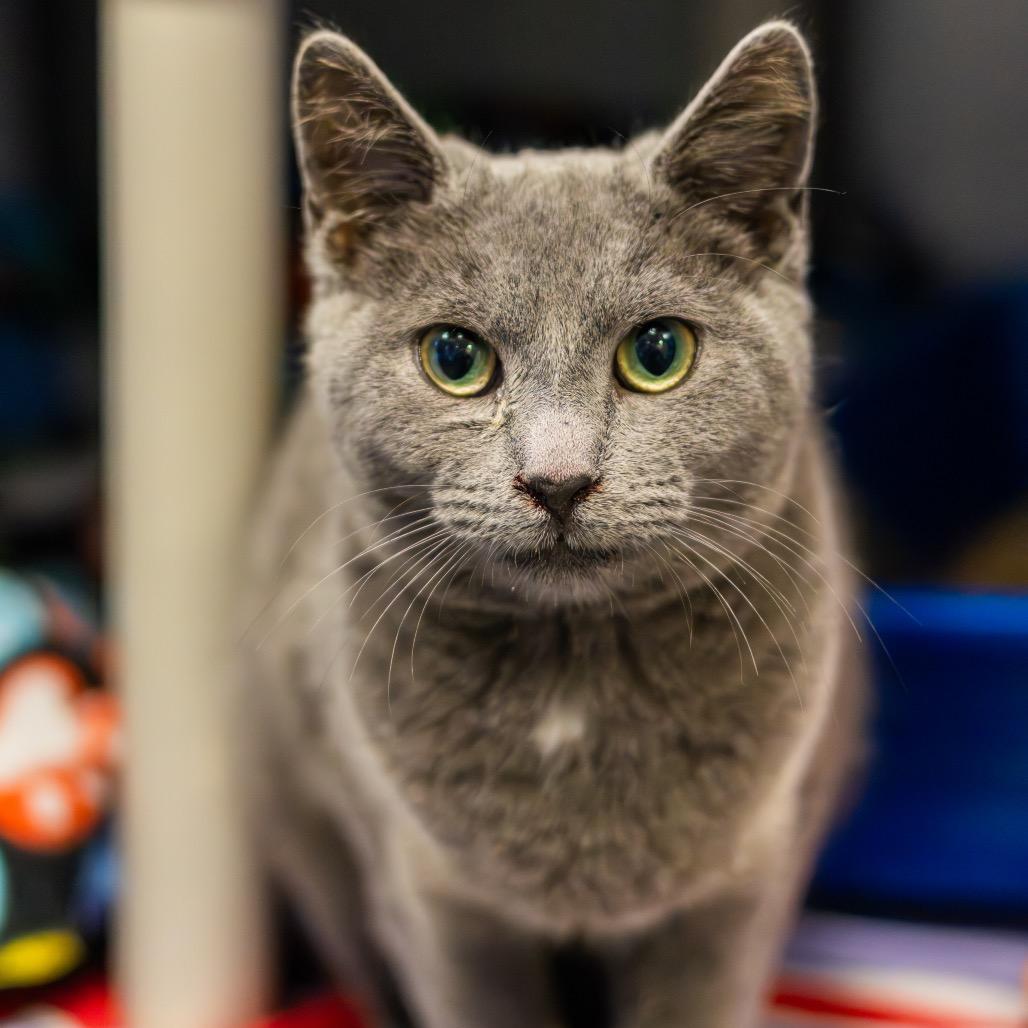 Roo, a Adoptable Domestic Short Hair in Newark, DE image 5/5