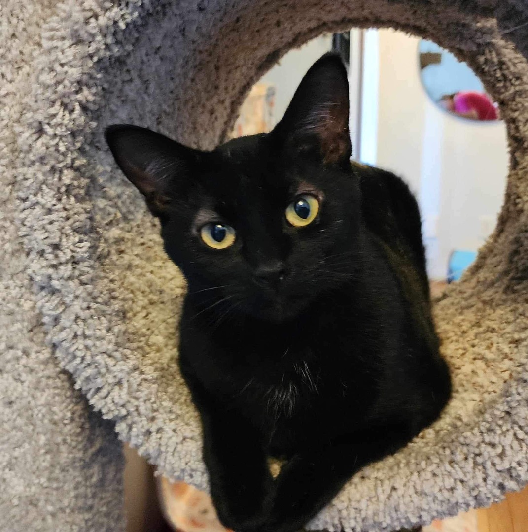 Cat for adoption Mama Chicken , a Domestic Short Hair in Lacona, NY