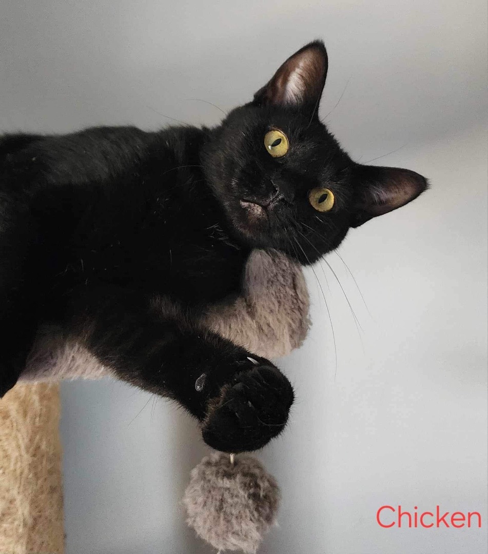 Cat for adoption Mama Chicken , a Domestic Short Hair in Lacona, NY