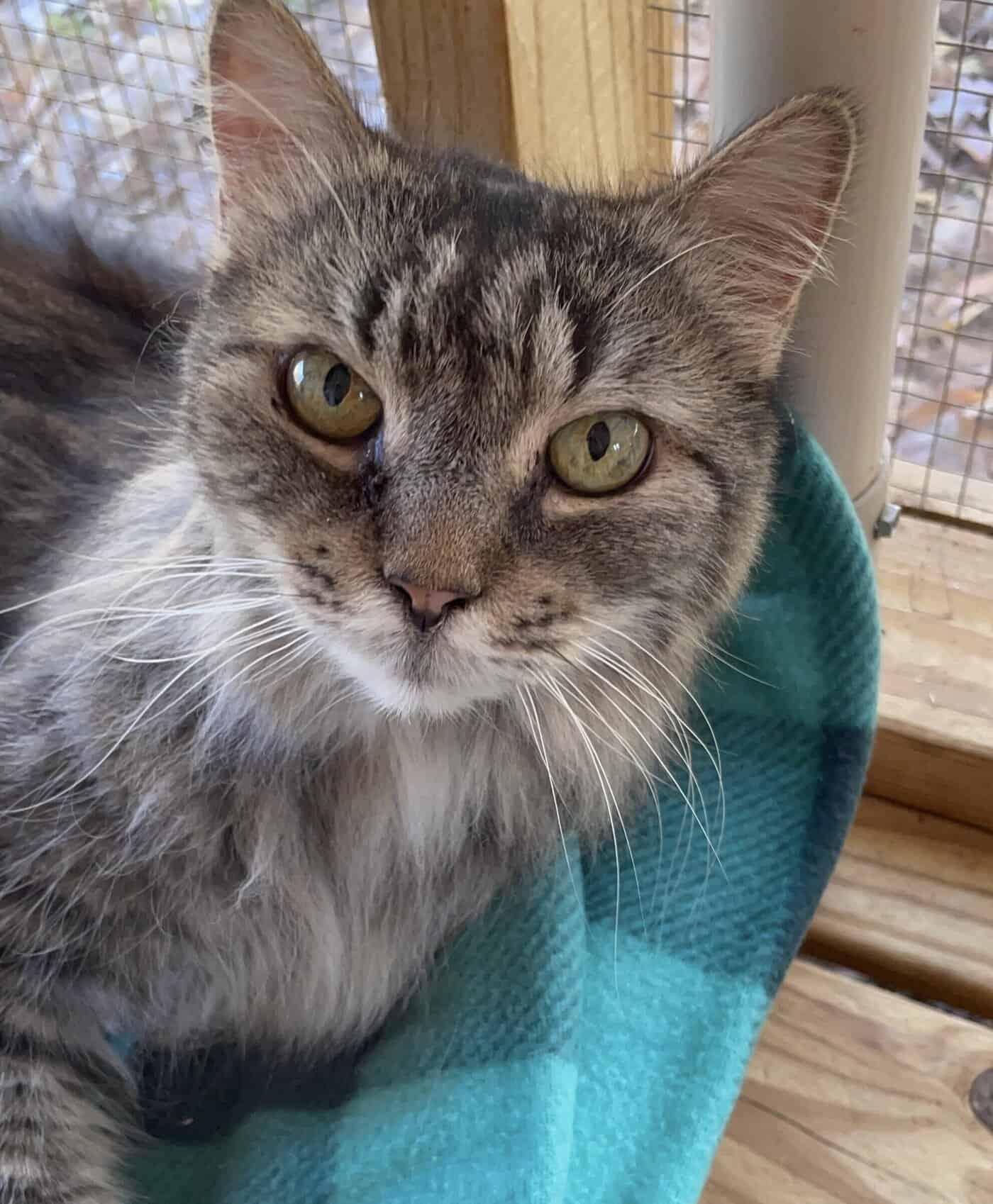Enlarge Misha, a Adoptable Domestic Long Hair in Greenville, SC image 1/3