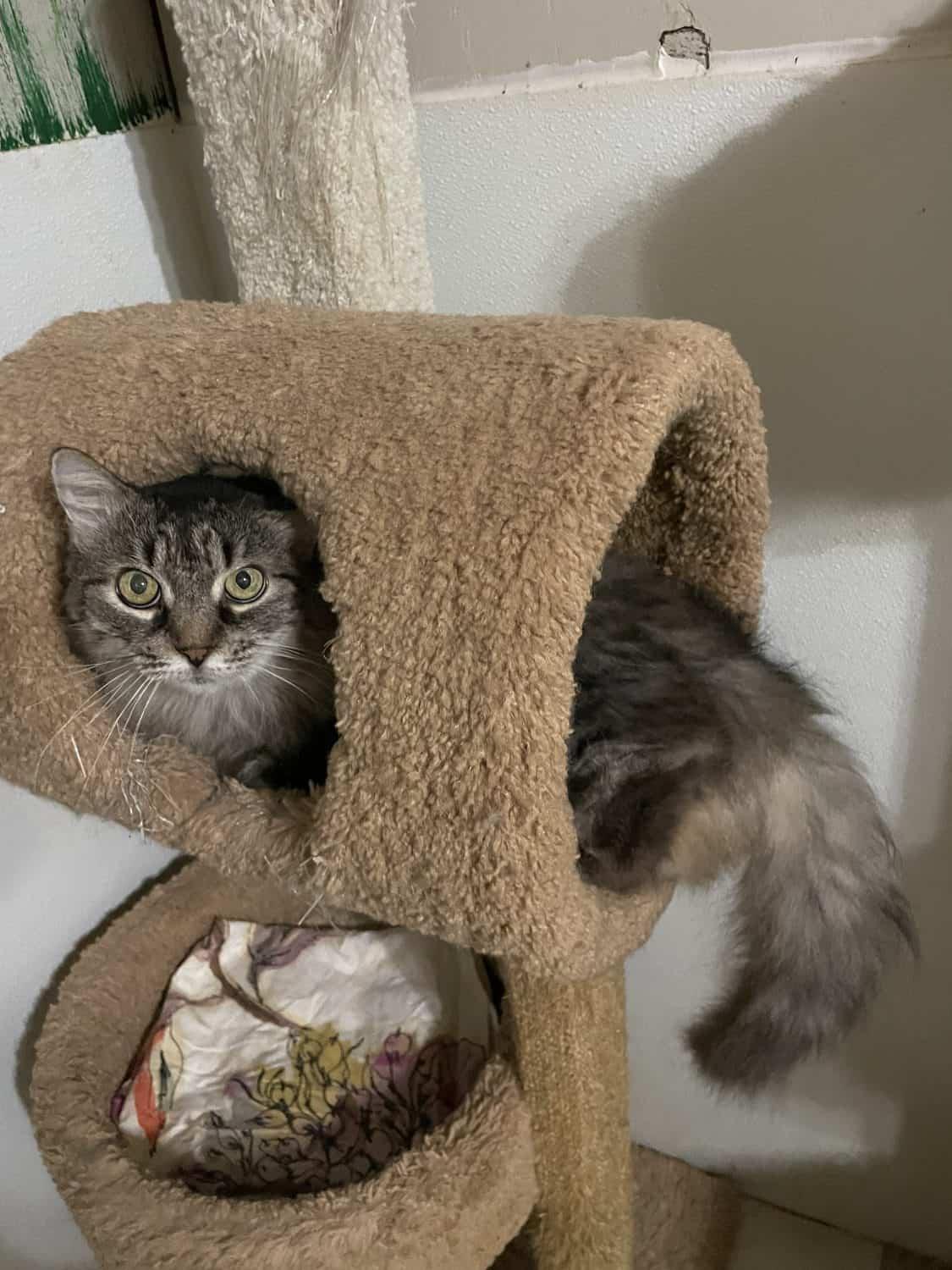 Enlarge Misha, a Adoptable Domestic Long Hair in Greenville, SC image 2/3