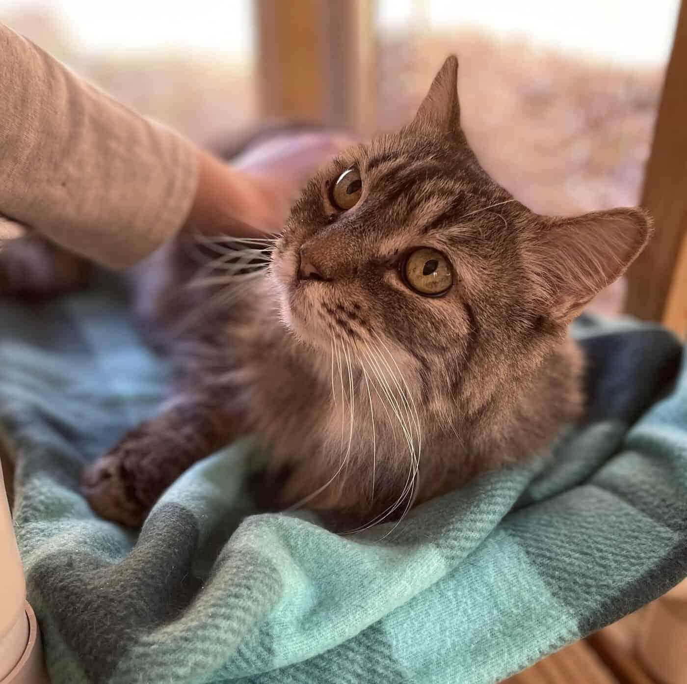 Enlarge Misha, a Adoptable Domestic Long Hair in Greenville, SC image 3/3