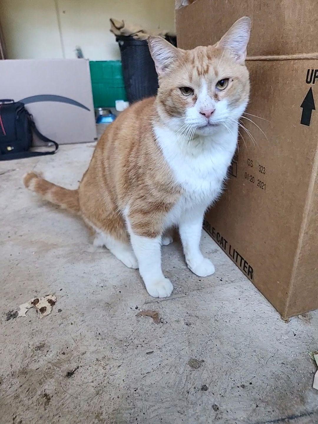 Pumpkin, Adoptable, Adult Male Domestic Short Hair & Tabby.