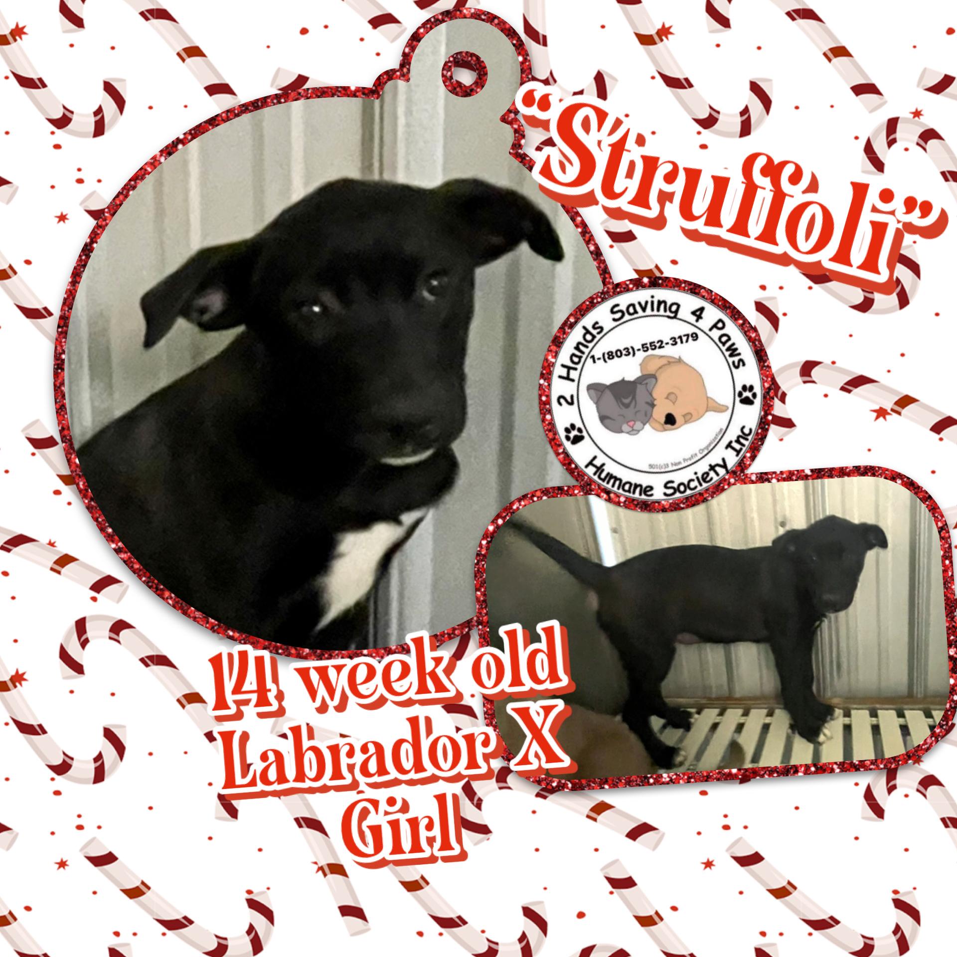 Enlarge Struffoli , a ADOPTABLE mixed breed in Totowa, NJ image 1/2