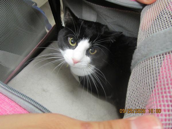 Killua(644), Adoptable, Young Male Domestic Short Hair.