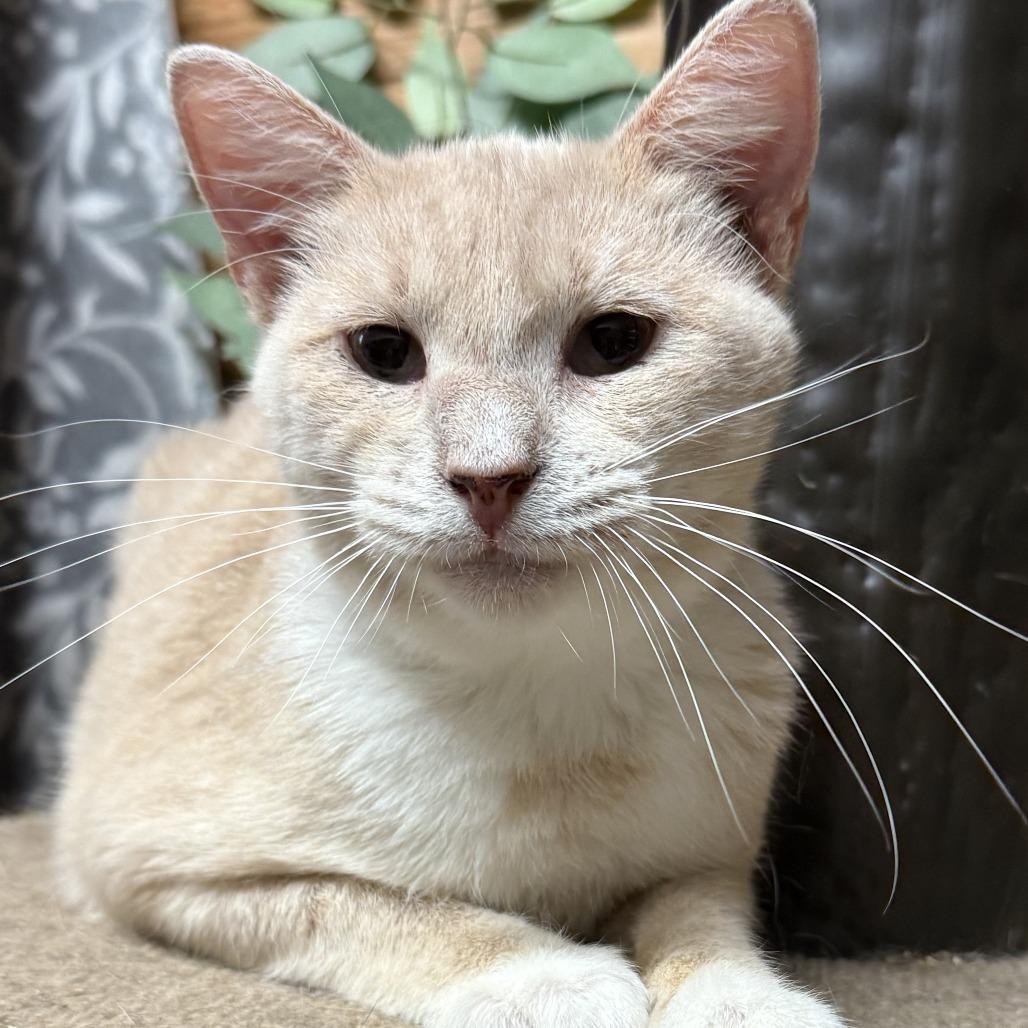 Enlarge Tazz, a Adoptable Domestic Short Hair in Belleville, IL image 2/4