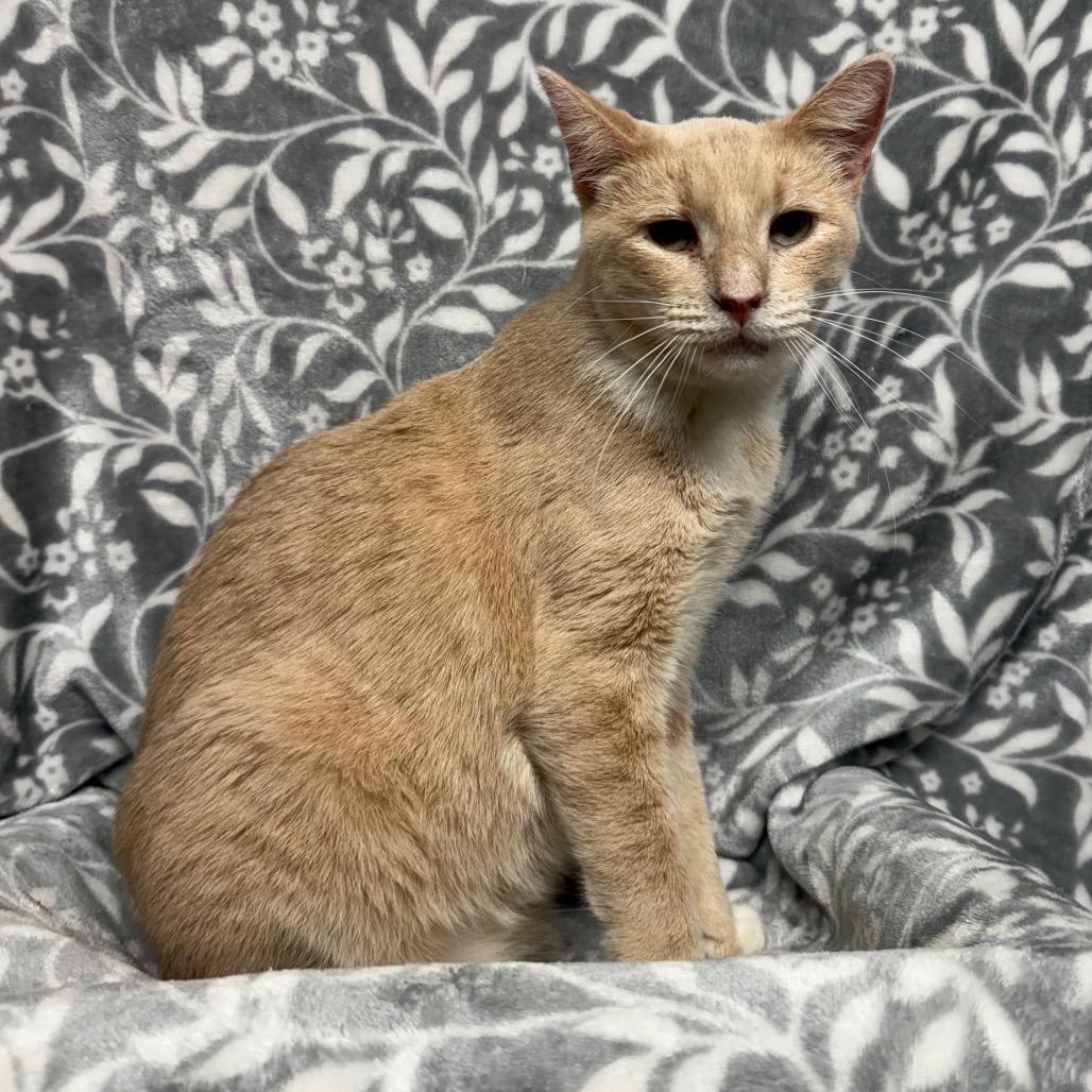 Enlarge Tazz, a Adoptable Domestic Short Hair in Belleville, IL image 3/4