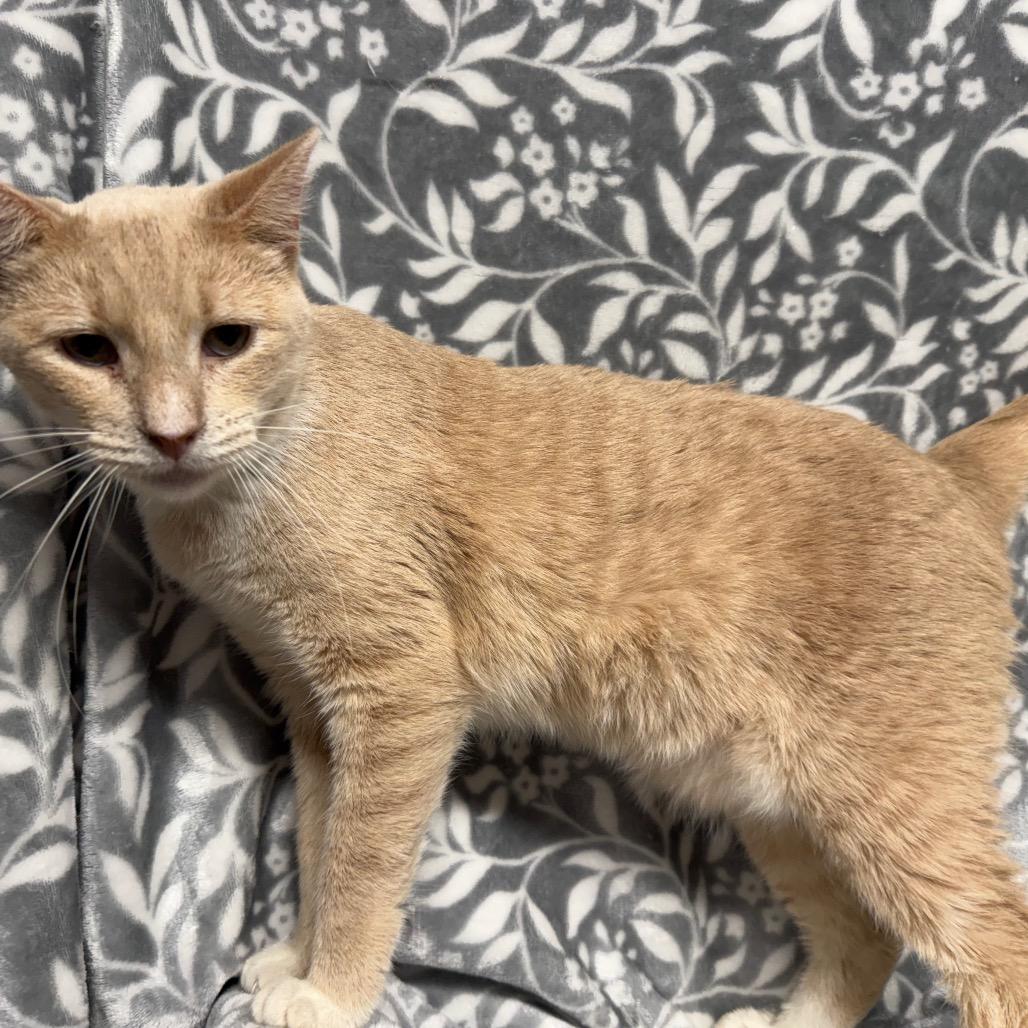 Enlarge Tazz, a Adoptable Domestic Short Hair in Belleville, IL image 4/4