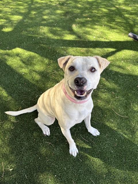 REY, Adoptable, Senior Female Greyhound & Labrador Retriever.