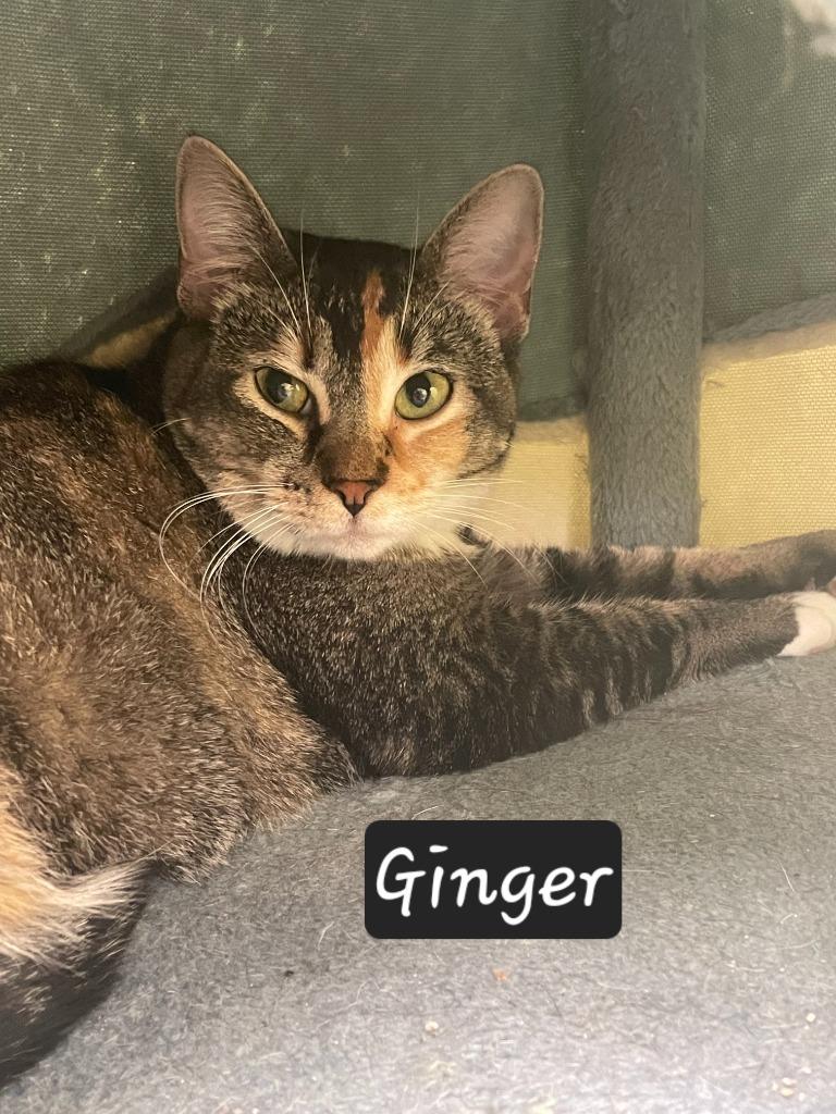 Ginger, Adoptable, Young Female Domestic Short Hair.