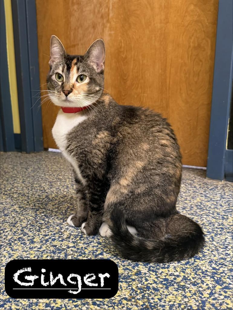 Enlarge Ginger, a Adoptable mixed breed in Maumelle, AR image 2/5
