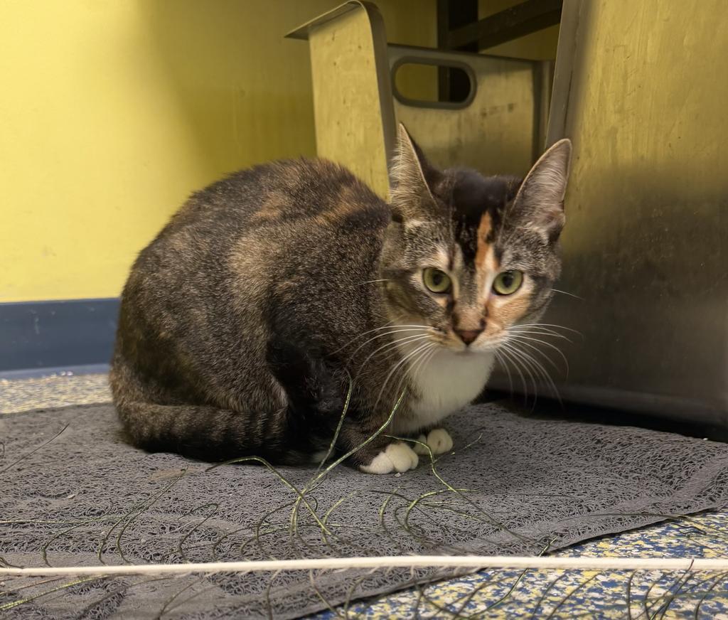 Enlarge Ginger, a Adoptable mixed breed in Maumelle, AR image 3/5