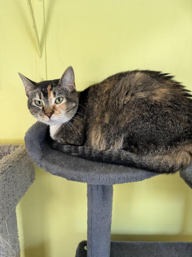 Enlarge Ginger, a Adoptable mixed breed in Maumelle, AR image 4/5