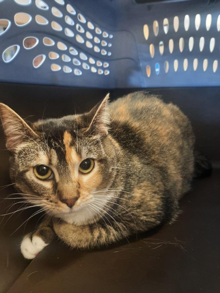 Enlarge Ginger, a Adoptable mixed breed in Maumelle, AR image 5/5