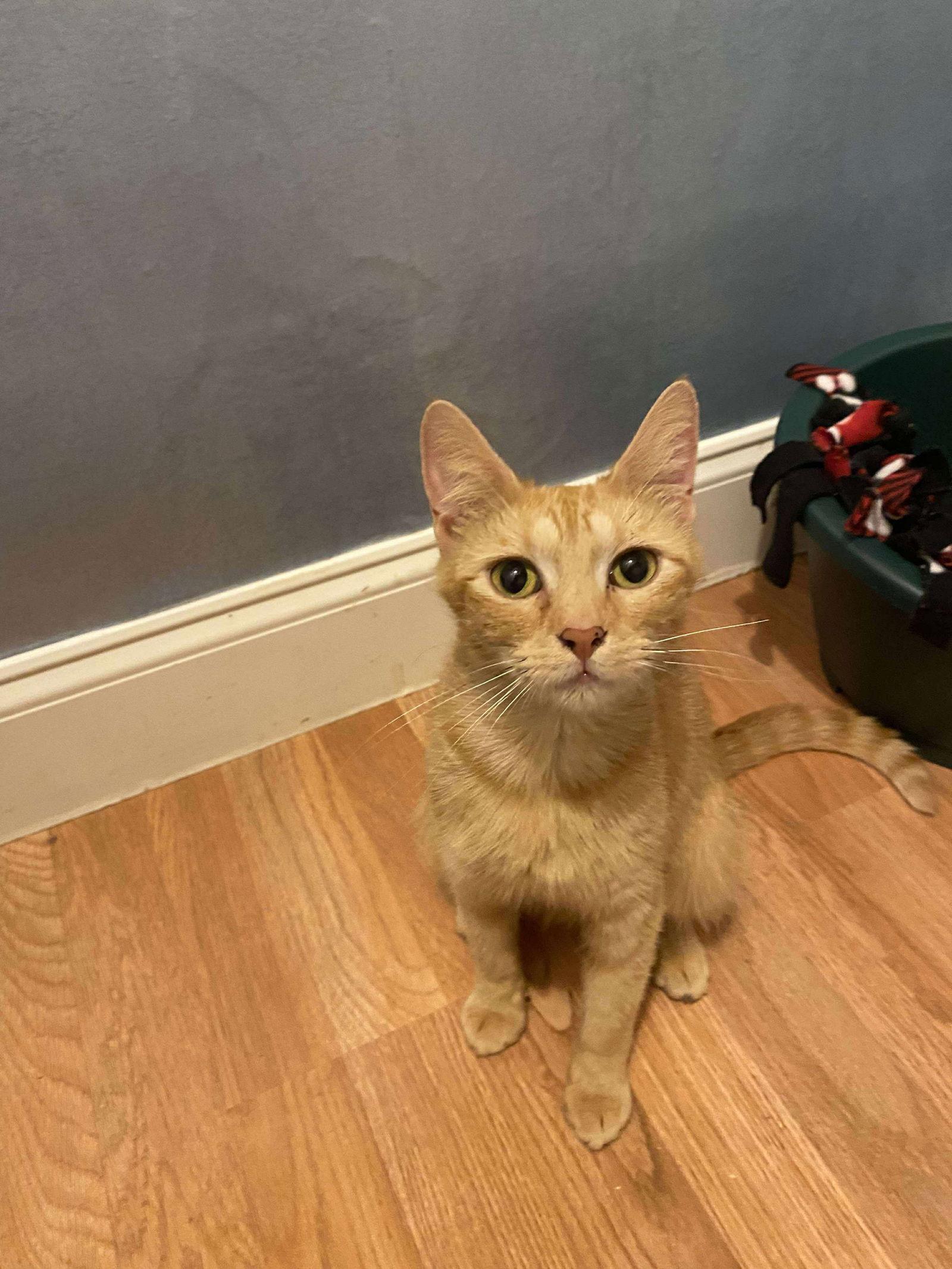 Eleanor, a Adoptable Domestic Short Hair in Social Circle, GA image 1/3