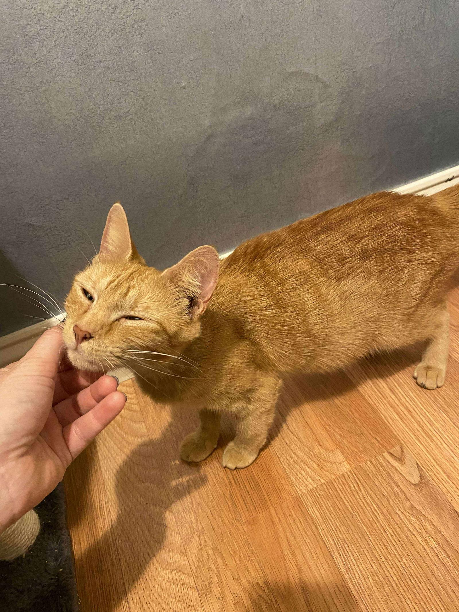 Eleanor, a Adoptable Domestic Short Hair in Social Circle, GA image 2/3