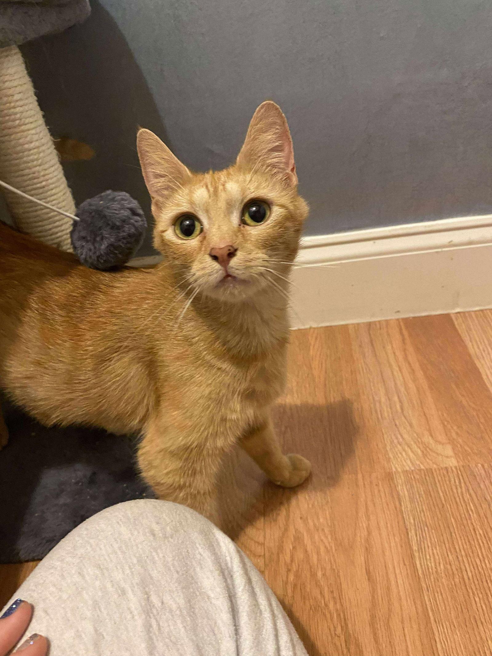 Eleanor, a Adoptable Domestic Short Hair in Social Circle, GA image 3/3