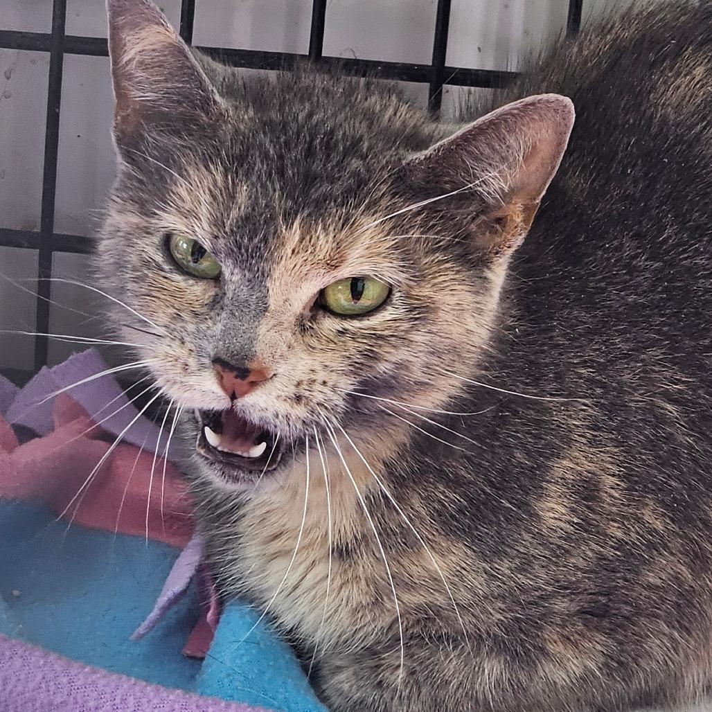 Enlarge Smokey, a Adoptable Domestic Short Hair in Grinnell, IA image 1/2