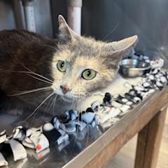 Enlarge Smokey, a Adoptable Domestic Short Hair in Grinnell, IA image 2/2