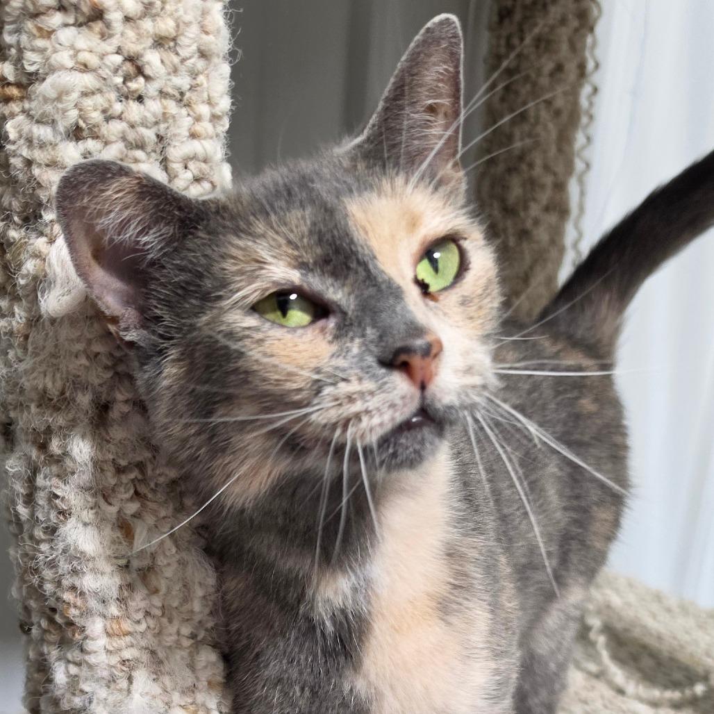 Enlarge Smokey, a Adoptable Domestic Short Hair in Grinnell, IA image 3/4