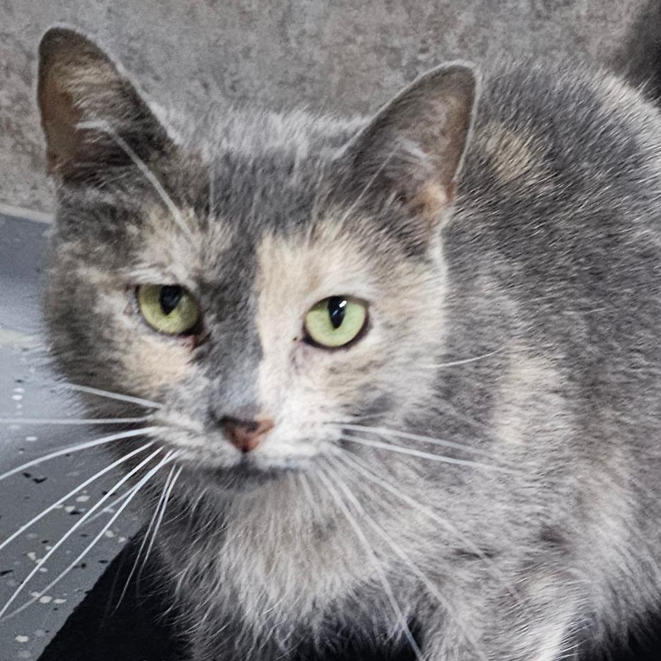 Enlarge Smokey, a Adoptable Domestic Short Hair in Grinnell, IA image 3/3