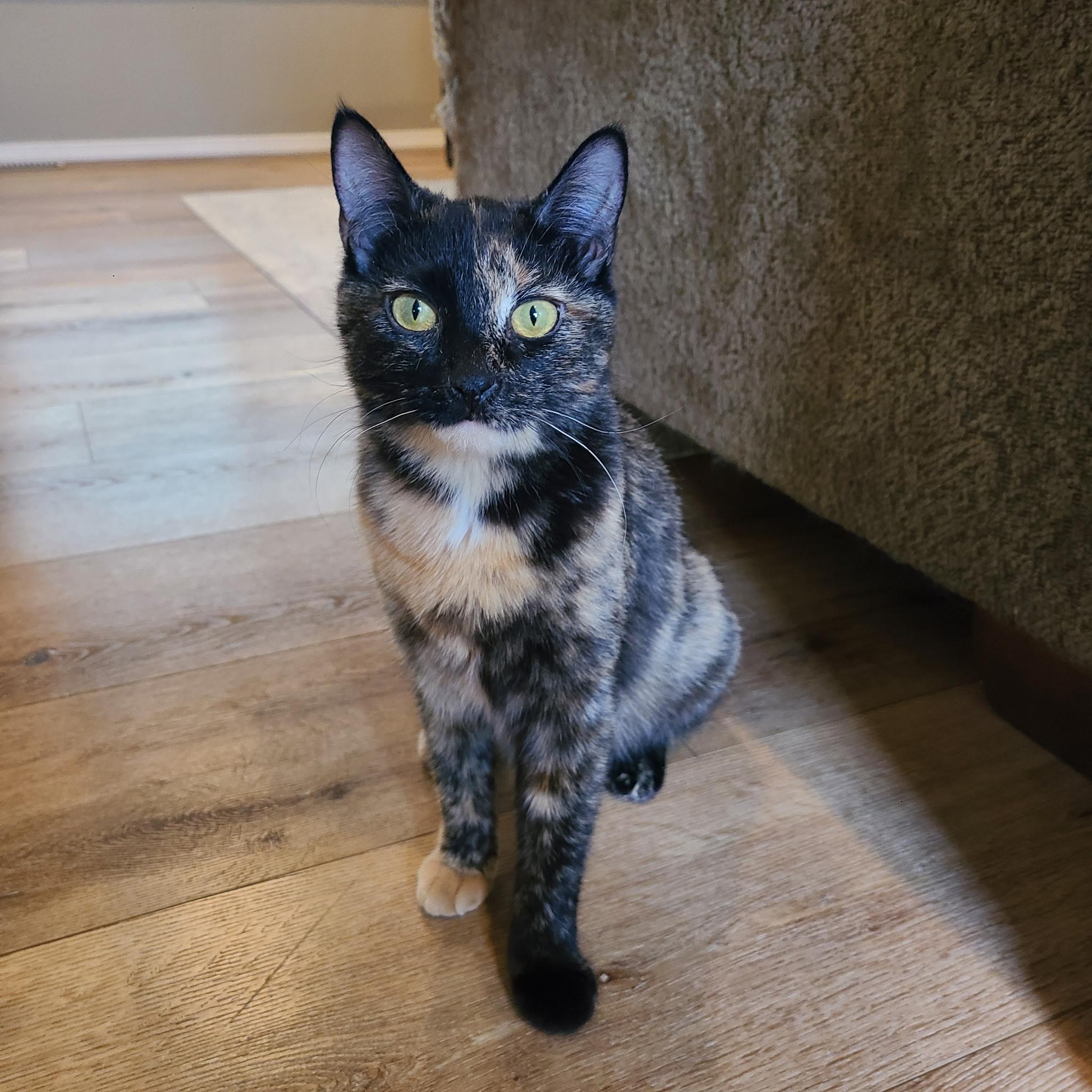 Enlarge Lucy, a ADOPTABLE Domestic Short Hair in Missoula, MT image 1/1