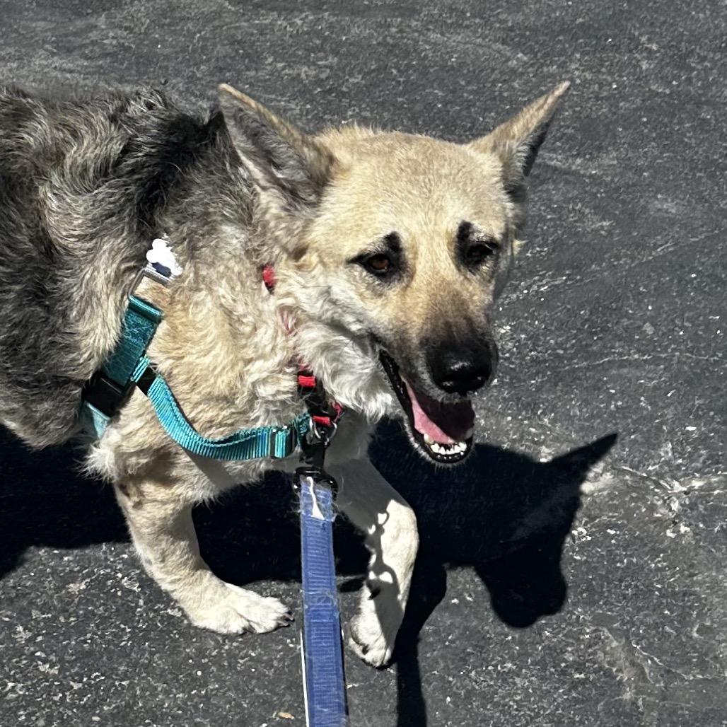 Ahsoka, Adoptable, Adult Female German Shepherd Dog.
