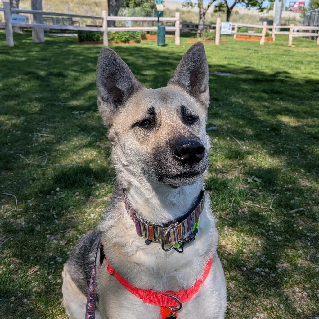 Enlarge Ahsoka, a Adoptable German Shepherd Dog in Murray, UT image 2/2