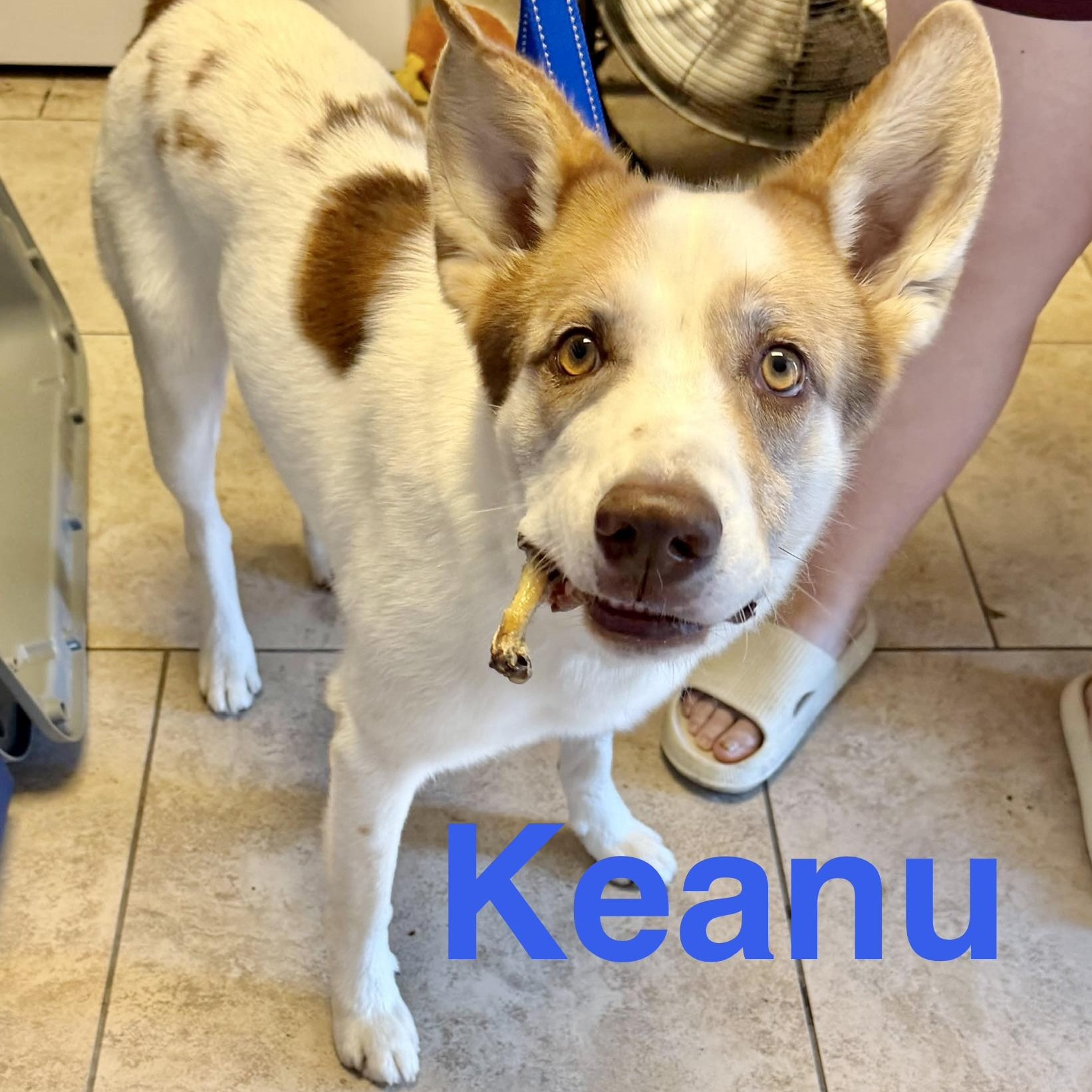 Enlarge Keanu, a Adoptable mixed breed in Waterford, CT image 3/6