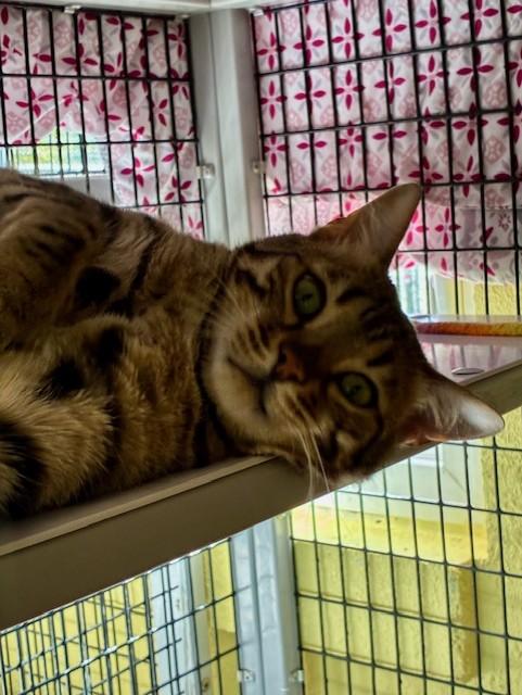 Meeko, Adopted, Adult Male Bengal.