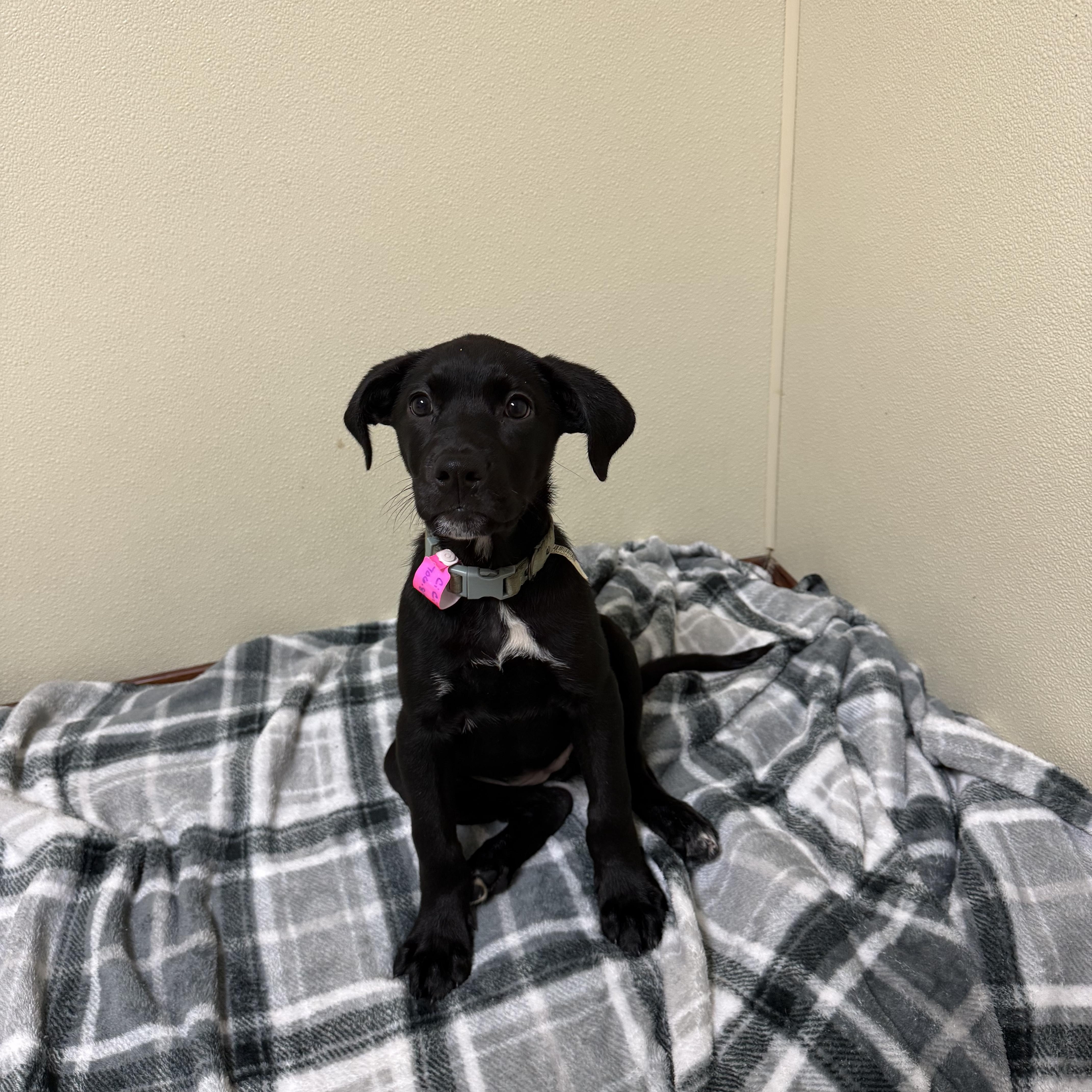 Enlarge Cici, a Adoptable mixed breed in Douglas, MA image 4/6