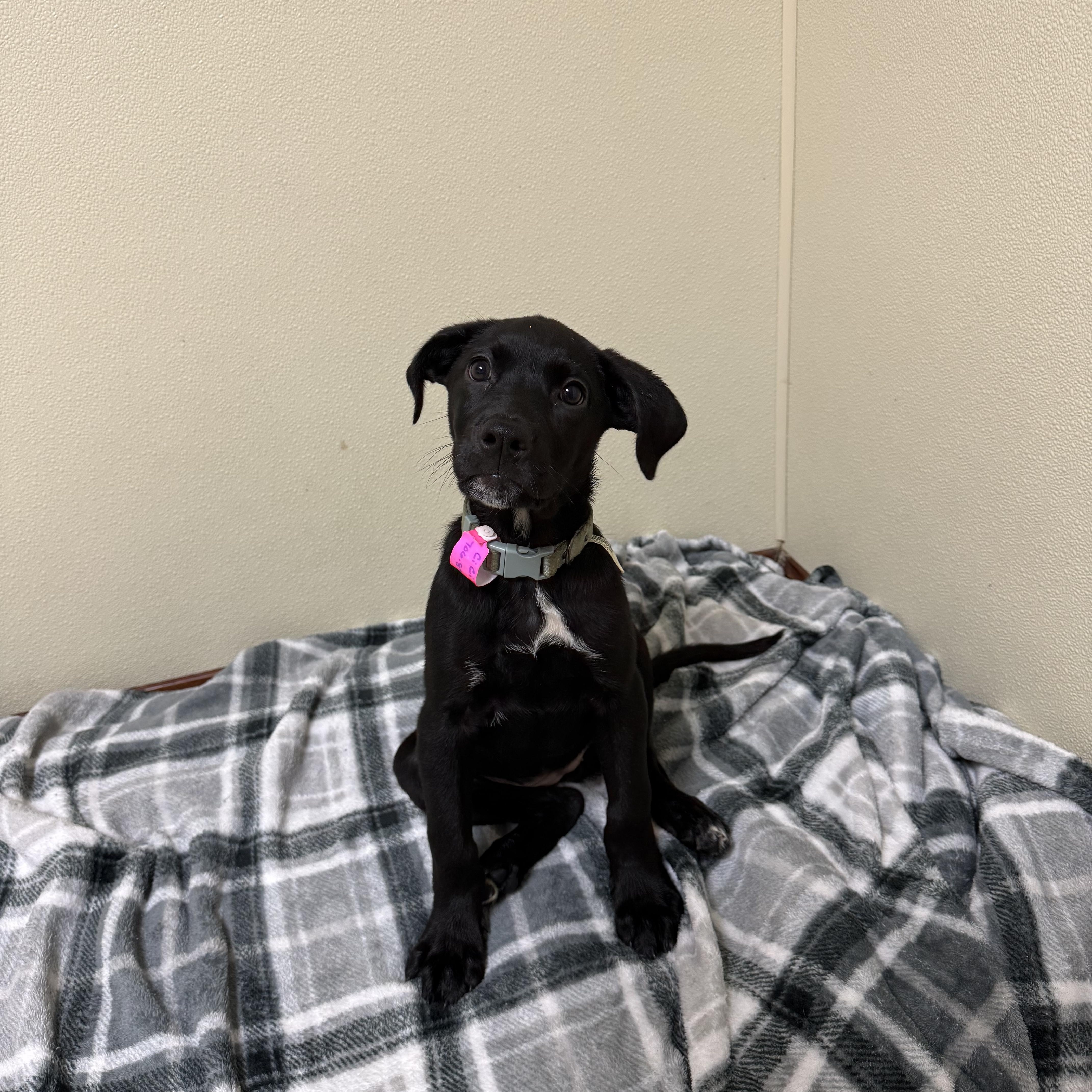 Enlarge Cici, a Adoptable mixed breed in Douglas, MA image 3/6
