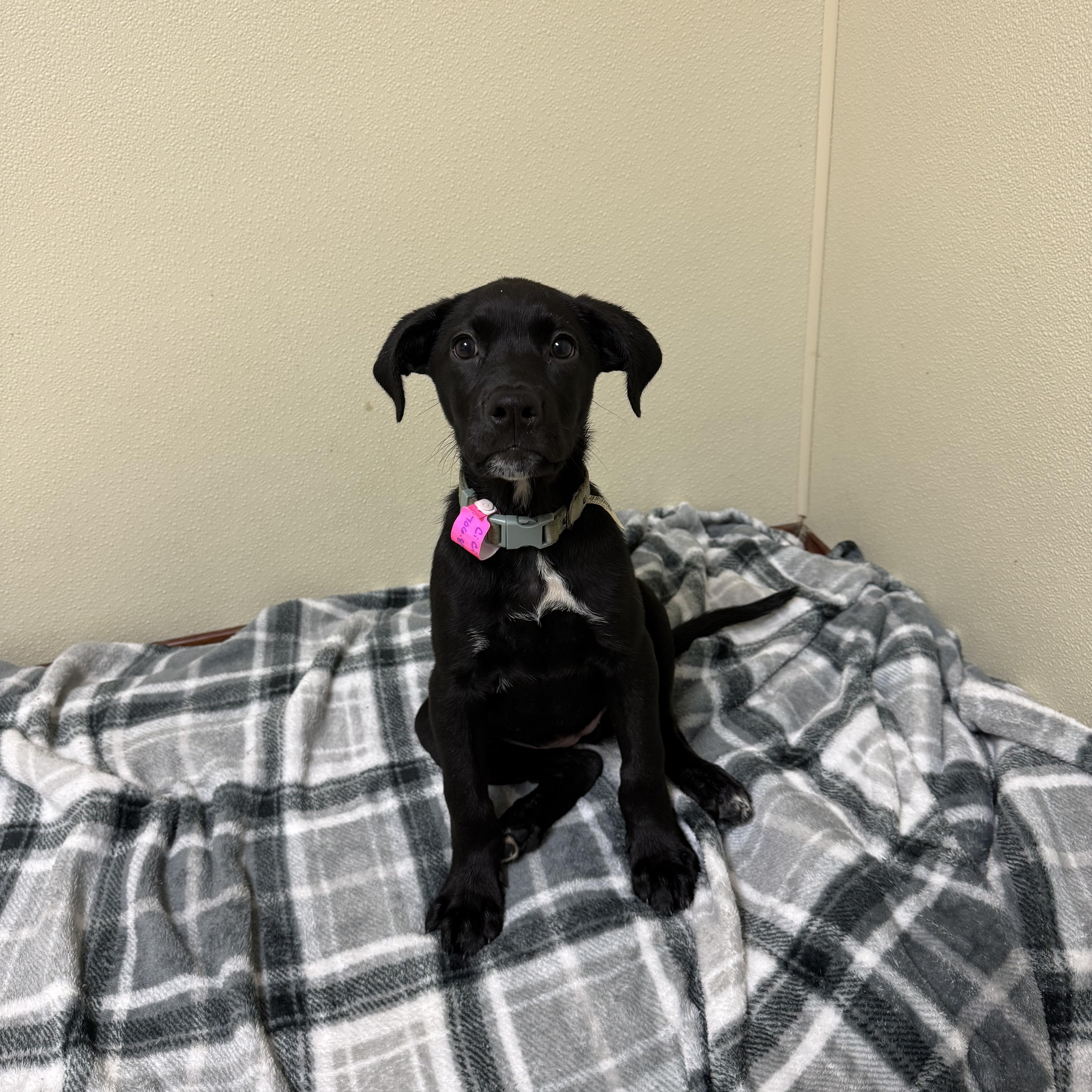 Enlarge Cici, a Adoptable mixed breed in Douglas, MA image 2/6