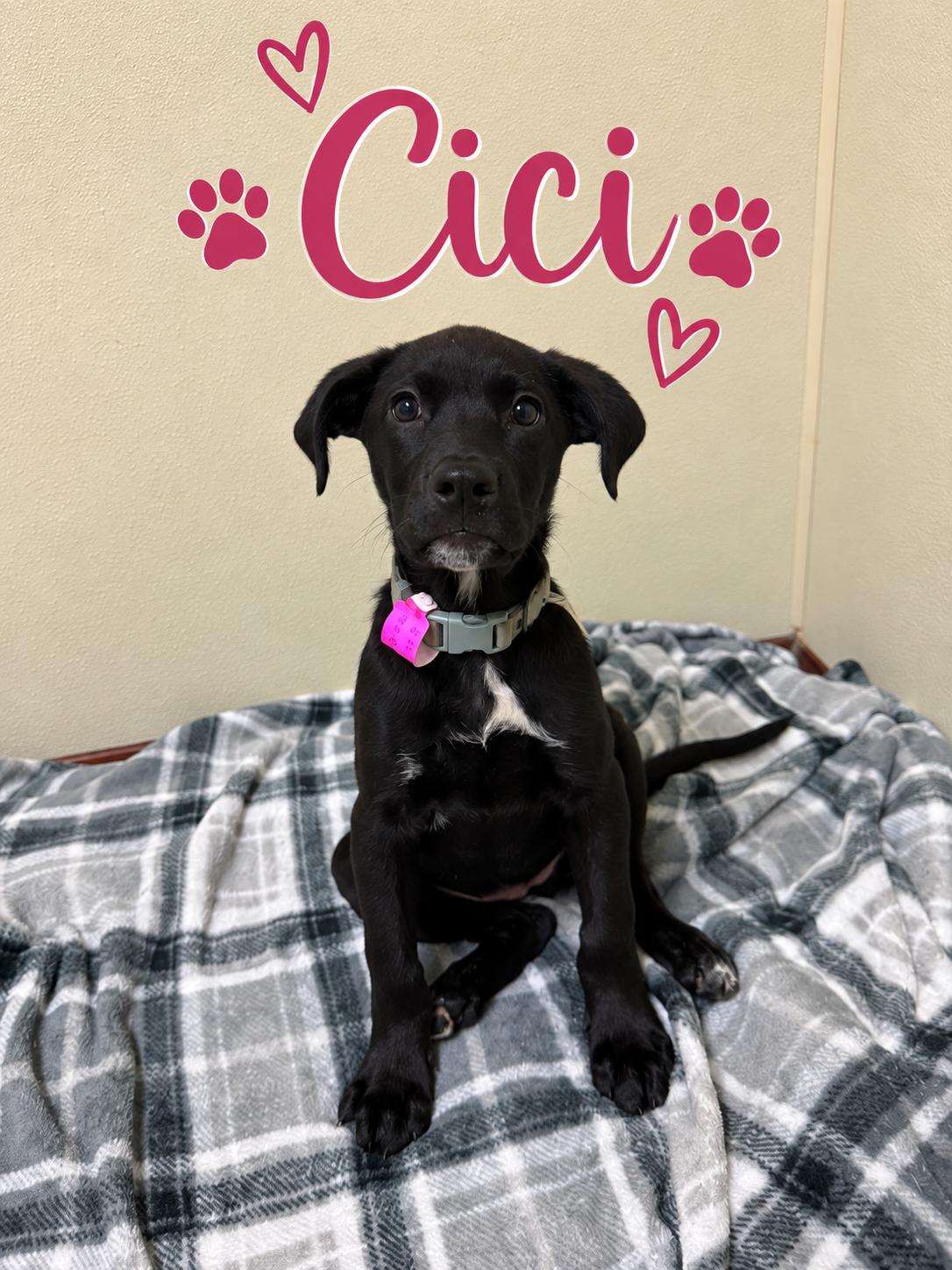 Enlarge Cici, a Adoptable mixed breed in Douglas, MA image 1/6