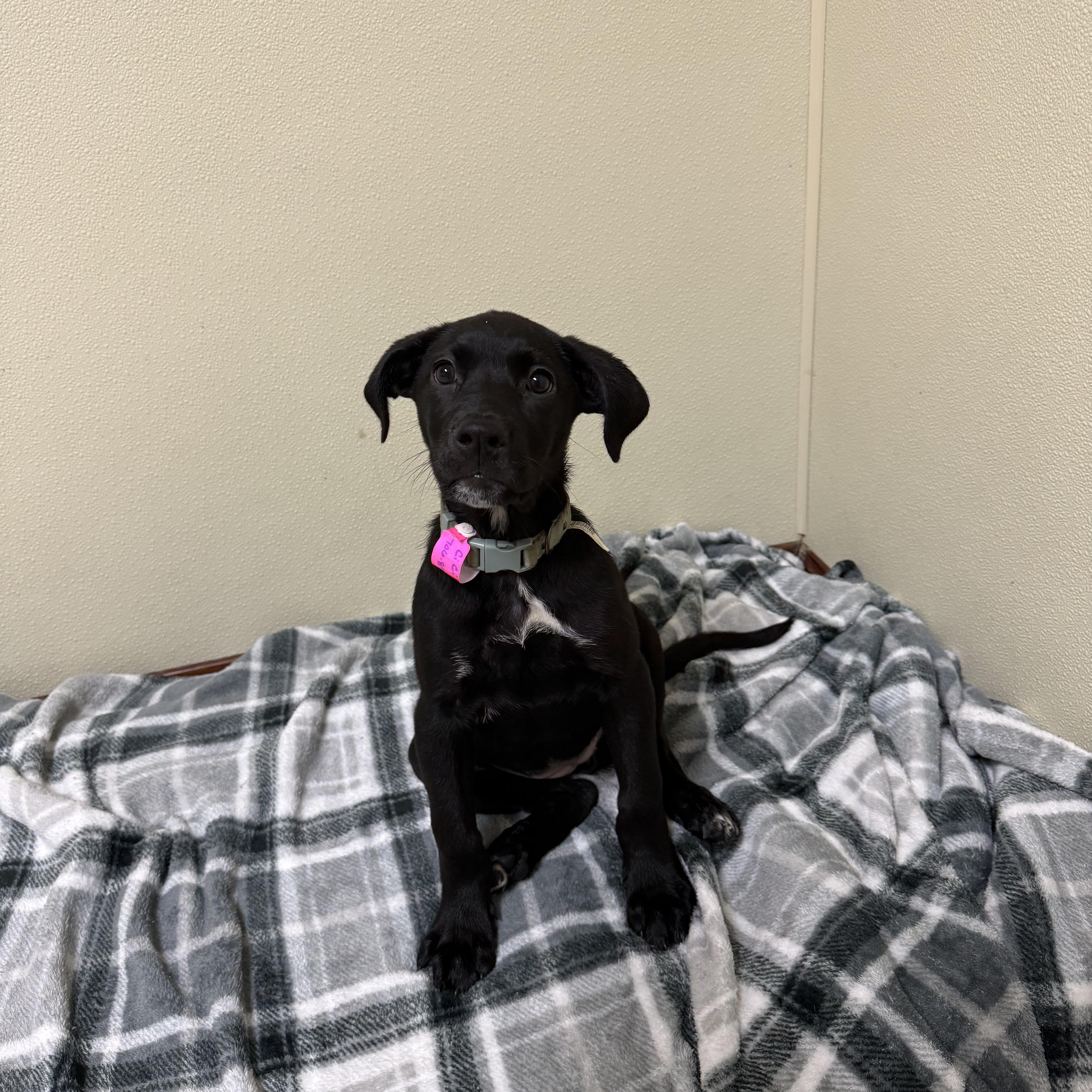 Enlarge Cici, a Adoptable mixed breed in Douglas, MA image 5/6