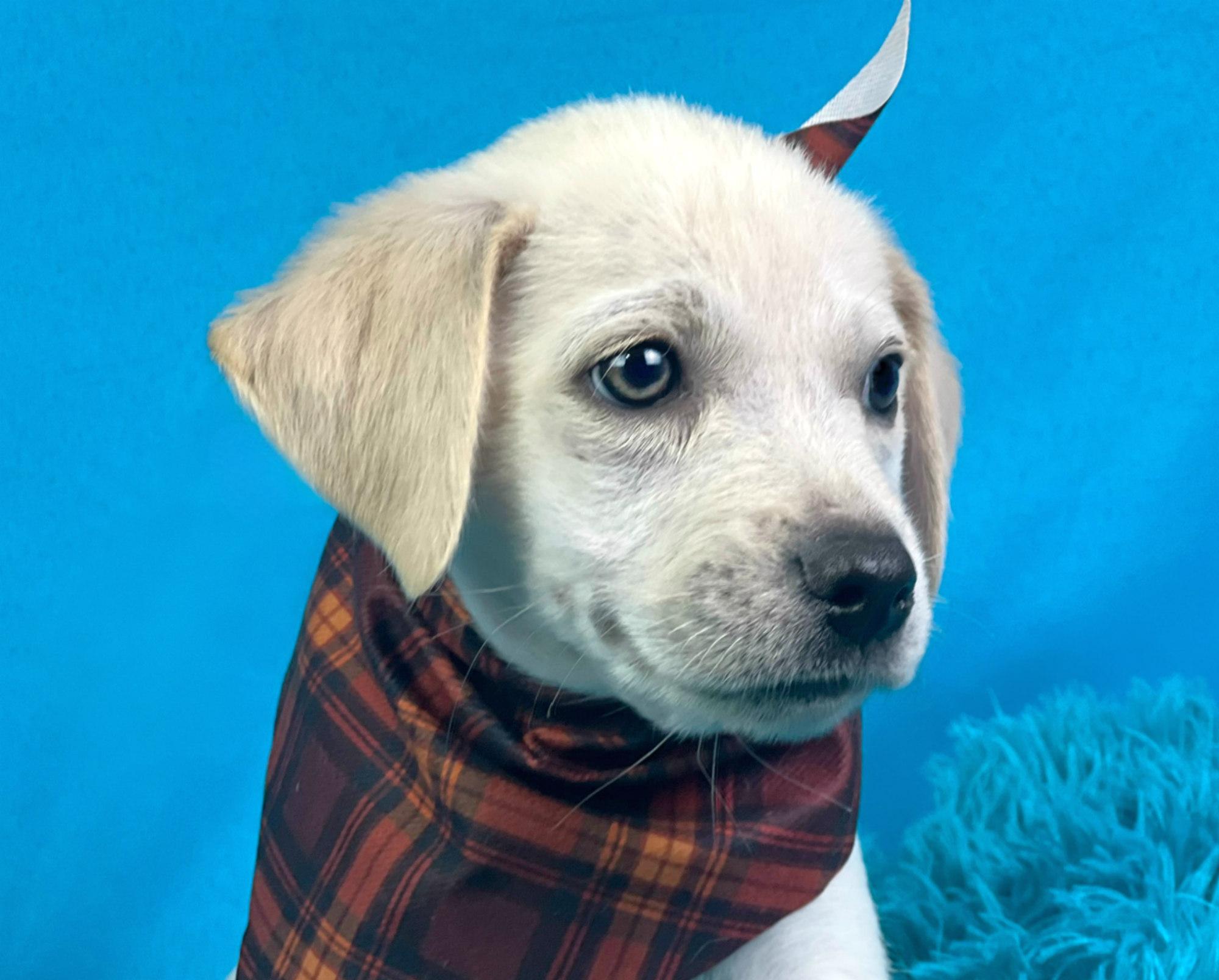 Banner - a 4th of July miracle rescue!