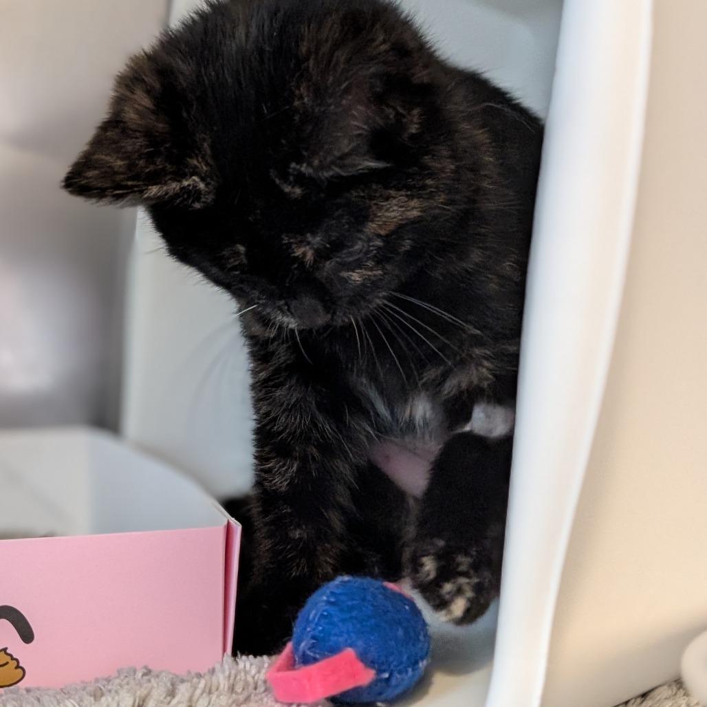 Lemonade Whiskers, Adoptable, Kitten Female Domestic Short Hair.