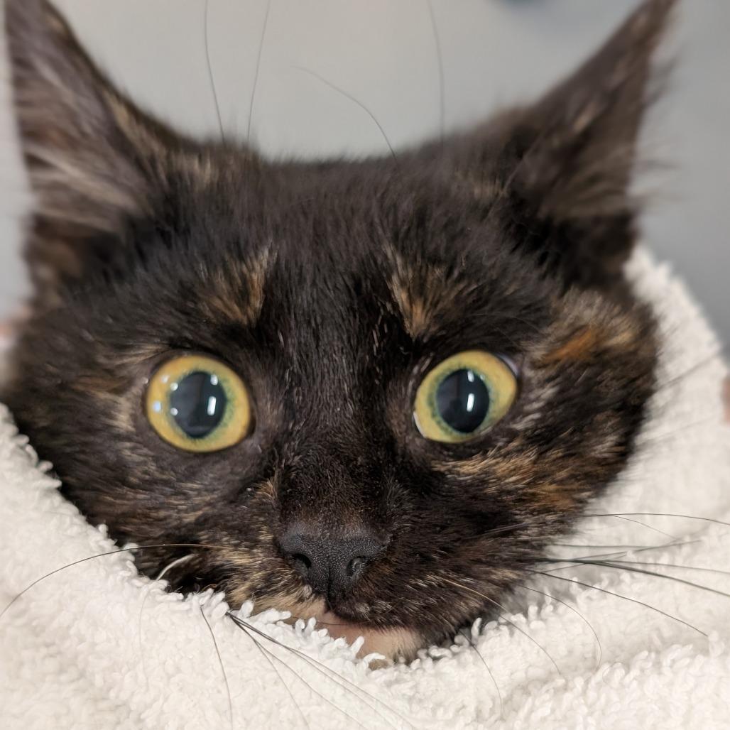 Enlarge Lemonade Whiskers, a Adoptable Domestic Short Hair in Asheville, NC image 2/6