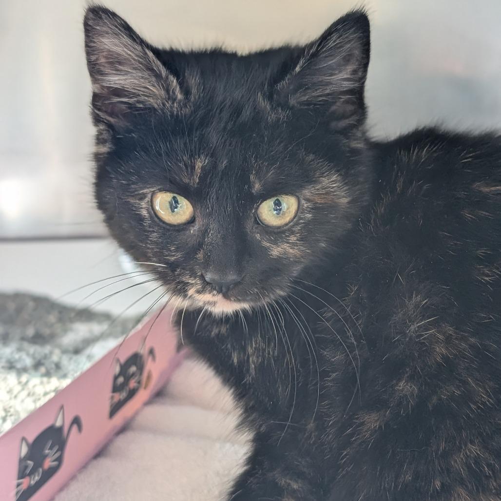 Enlarge Lemonade Whiskers, a Adoptable Domestic Short Hair in Asheville, NC image 4/6