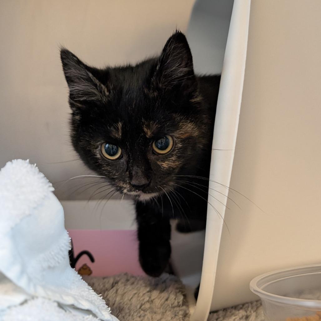 Enlarge Lemonade Whiskers, a Adoptable Domestic Short Hair in Asheville, NC image 5/6