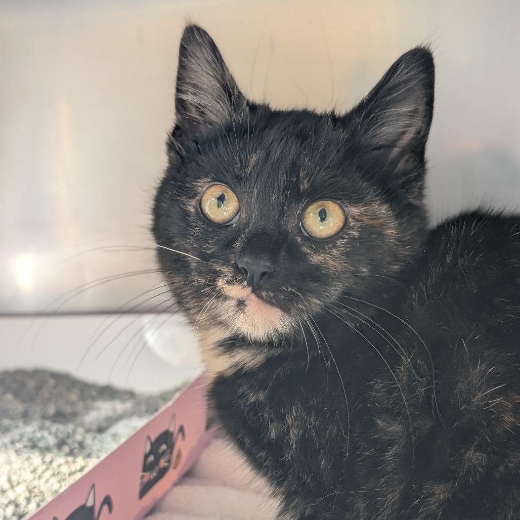 Enlarge Lemonade Whiskers, a Adoptable Domestic Short Hair in Asheville, NC image 6/6