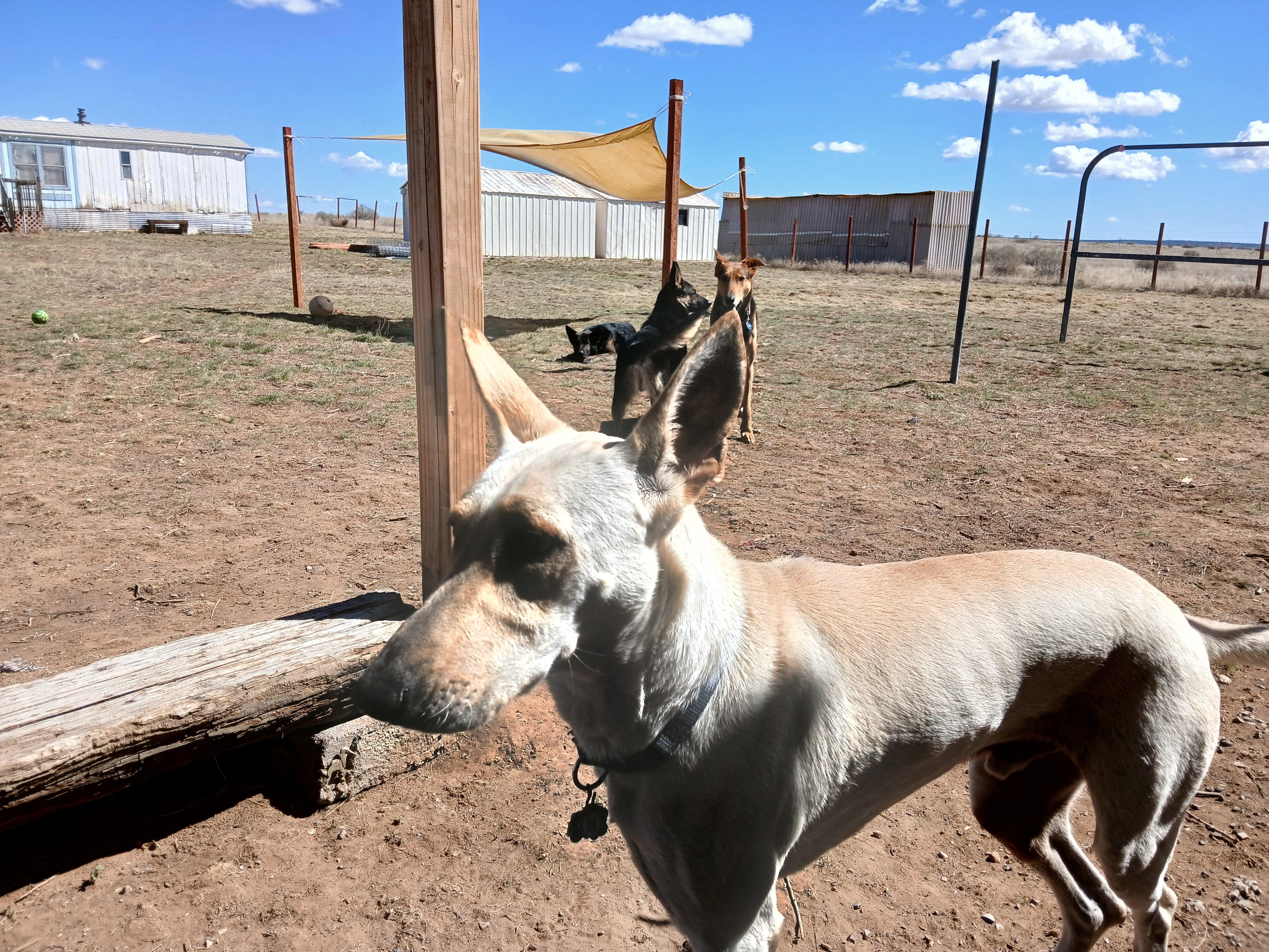 Zulu, a ADOPTABLE mixed breed in Moriarty, NM image 1/4