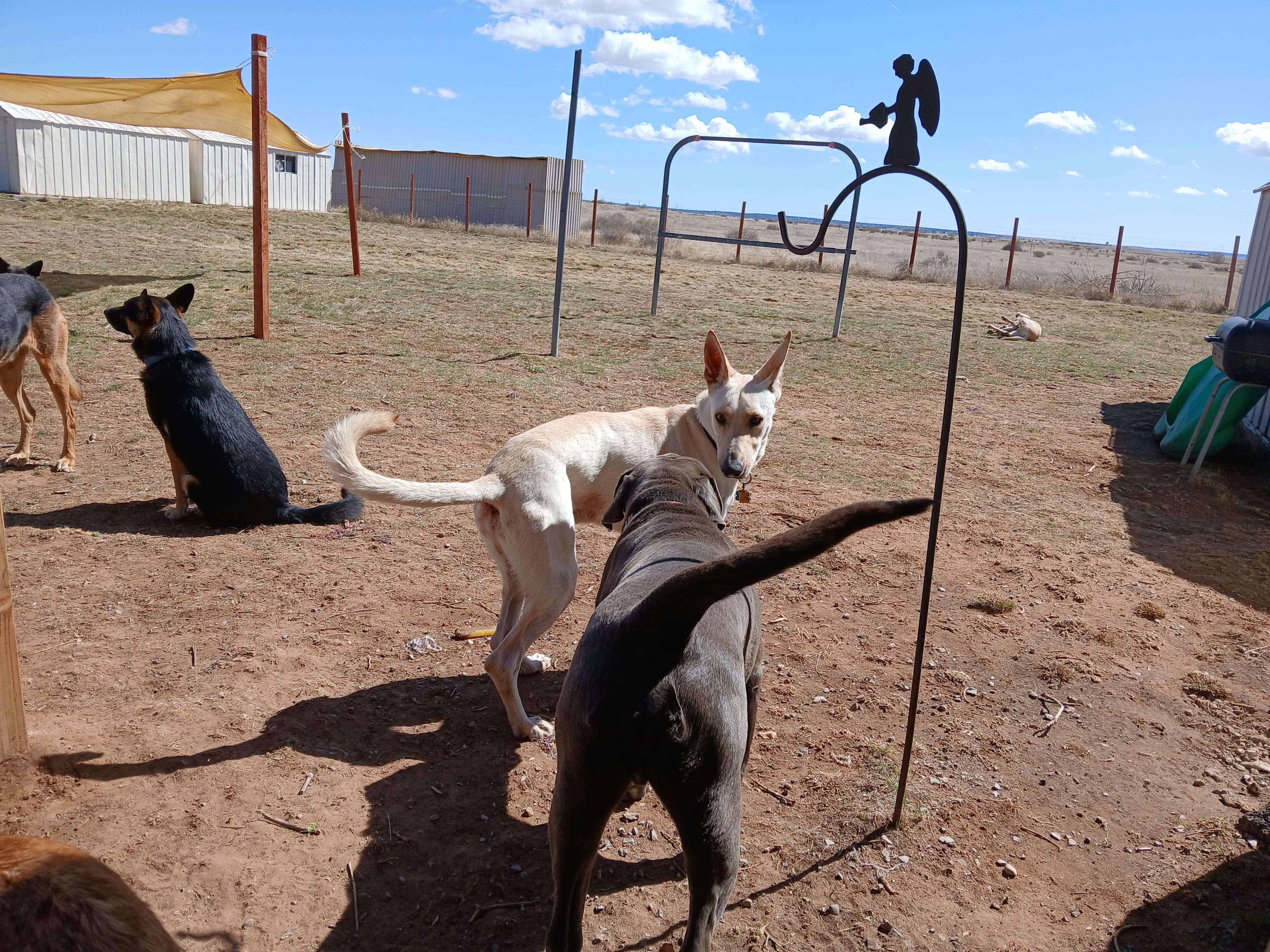 Zulu, a ADOPTABLE mixed breed in Moriarty, NM image 4/4