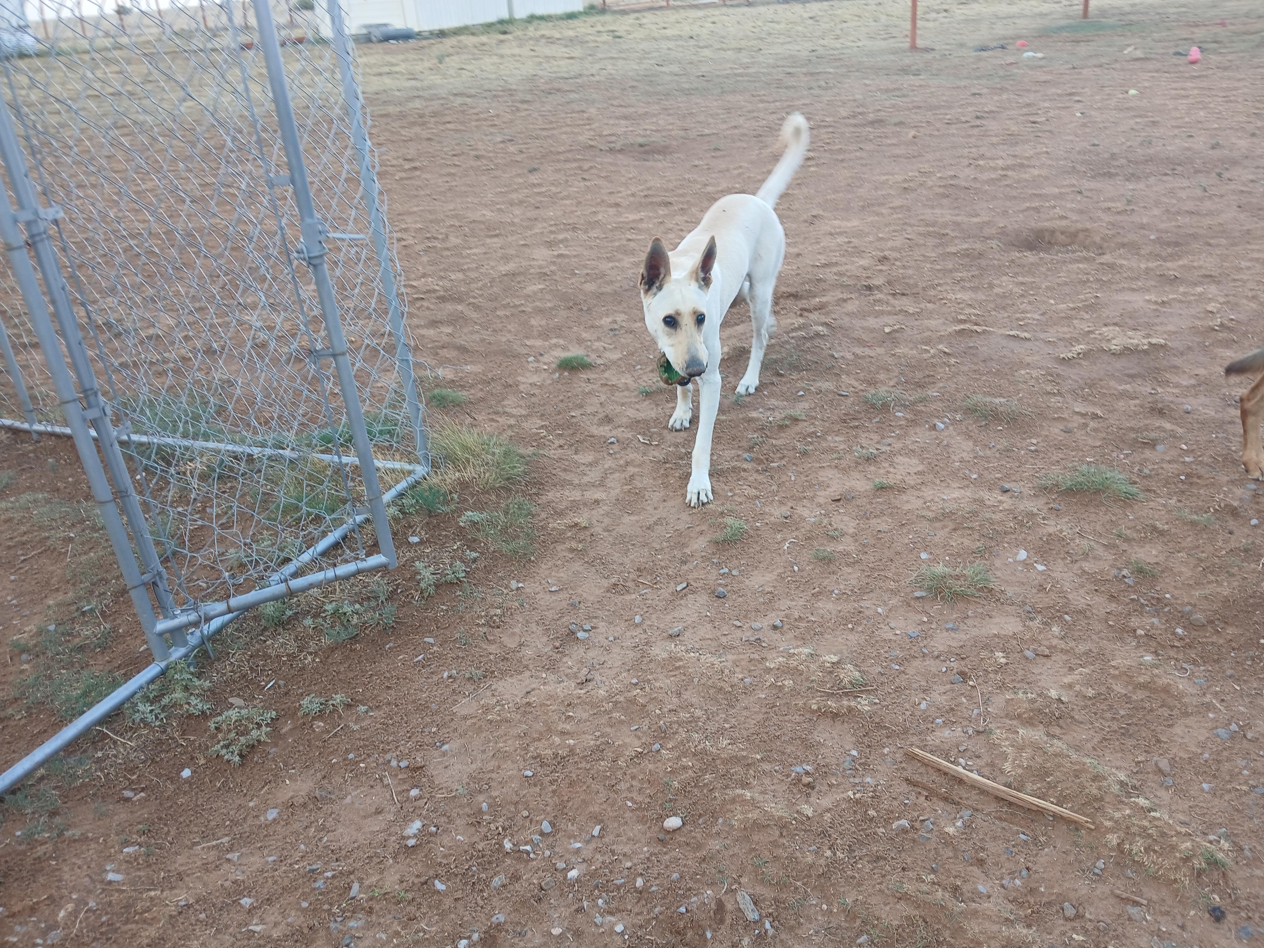 Enlarge Zulu, a ADOPTABLE mixed breed in Moriarty, NM image 4/4