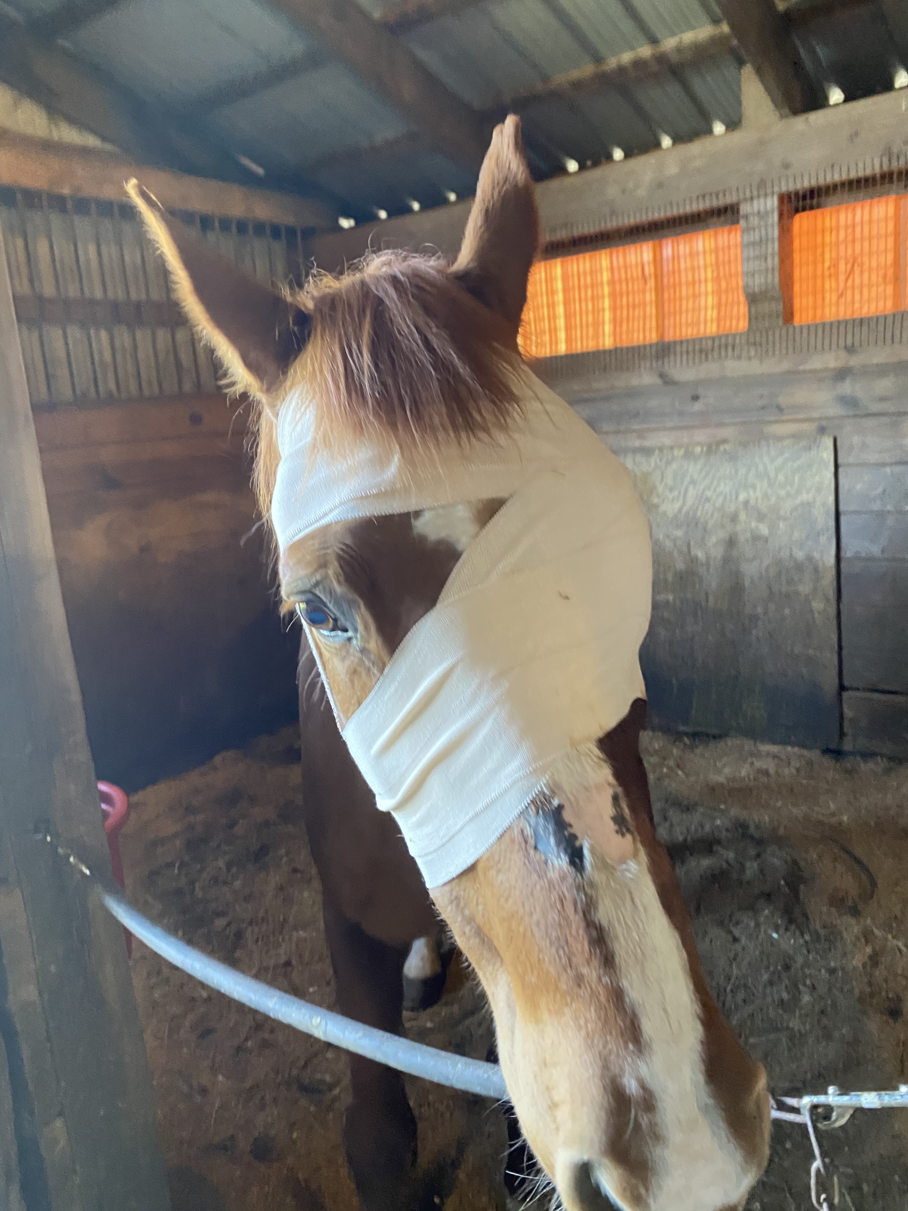 Stella, Adopted, Adult Female Quarterhorse.