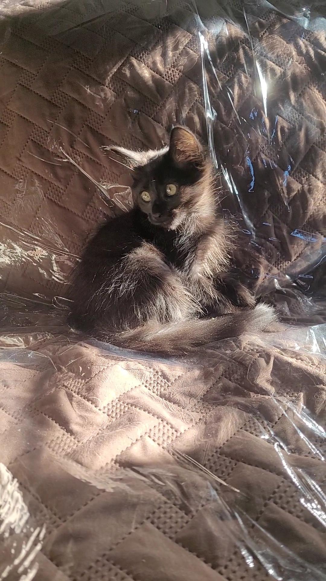 BUNGO, a ADOPTABLE mixed breed in Escalon, CA image 2/6