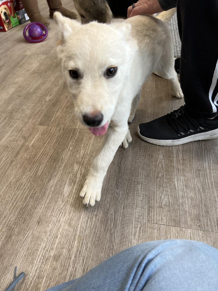 Ramsey, Adoptable, Puppy Male German Shepherd Dog.